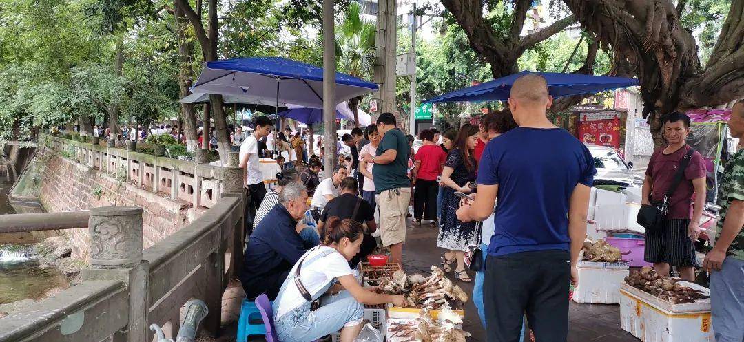 皇冠信用网在线开户_“天价”鸡枞调查：最贵卖到1800元/公斤！雨水少致产量低皇冠信用网在线开户，多地价高客少