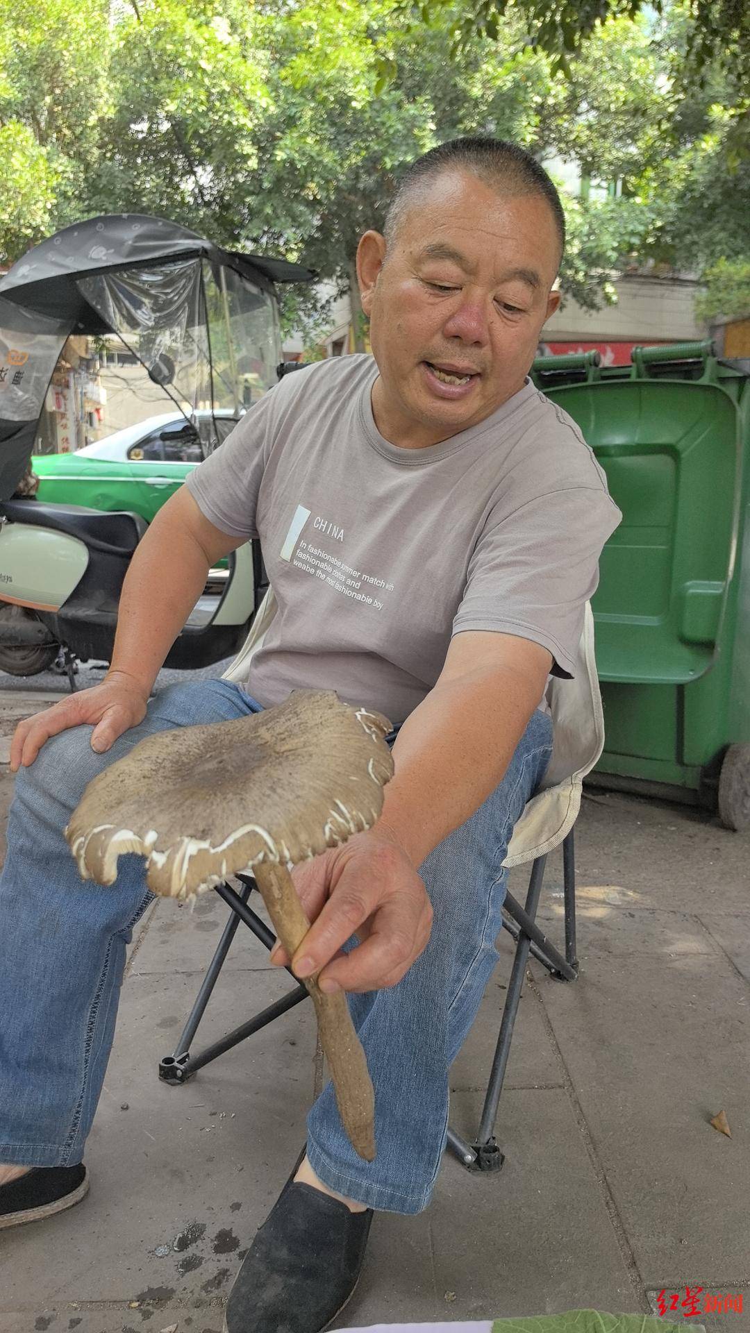 皇冠信用网在线开户_“天价”鸡枞调查：最贵卖到1800元/公斤！雨水少致产量低皇冠信用网在线开户，多地价高客少