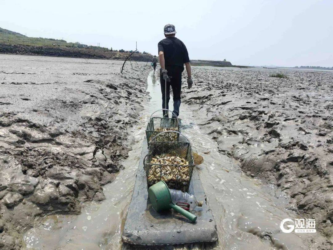 皇冠体育APP_正是肥的时候！每天上万斤在青岛这里上岸皇冠体育APP，很多人爱吃......