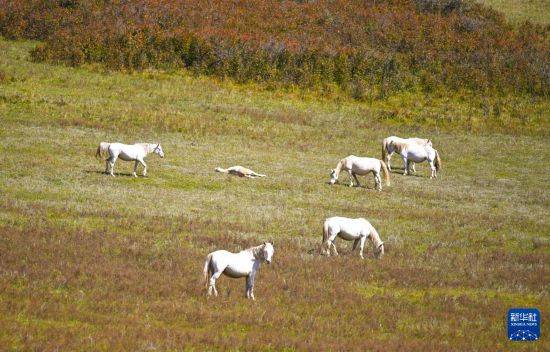 比沙奴 vs 利沃诺_初秋的乌兰布统草原