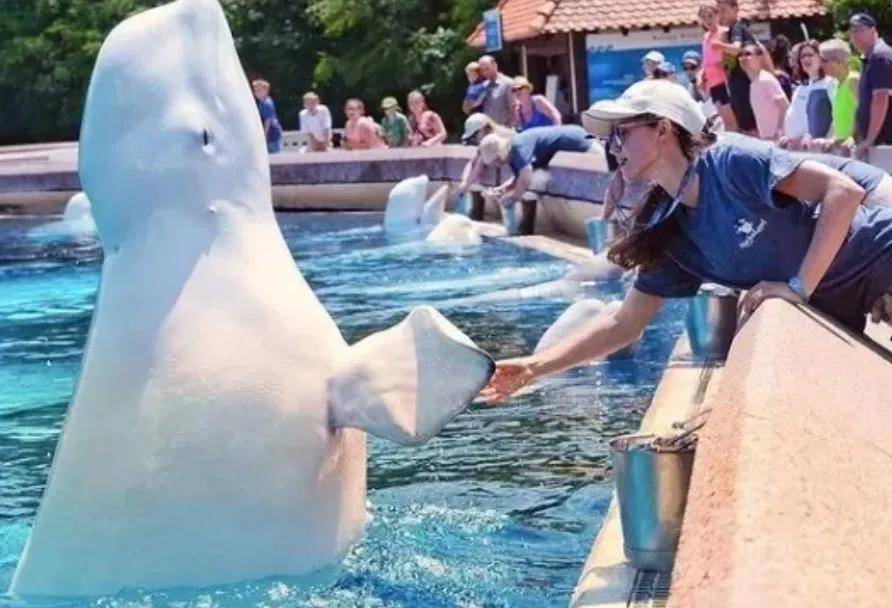 皇冠信用网代理出租_宁愿全部安乐死皇冠信用网代理出租，也不给中国？加拿大养不起30头白鲸，中国愿接手，然而...