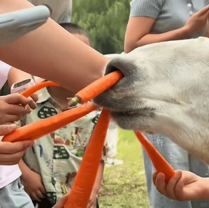 皇冠信用网在线开户_游客过度投喂皇冠信用网在线开户，羊驼被喂到倒地翻白眼