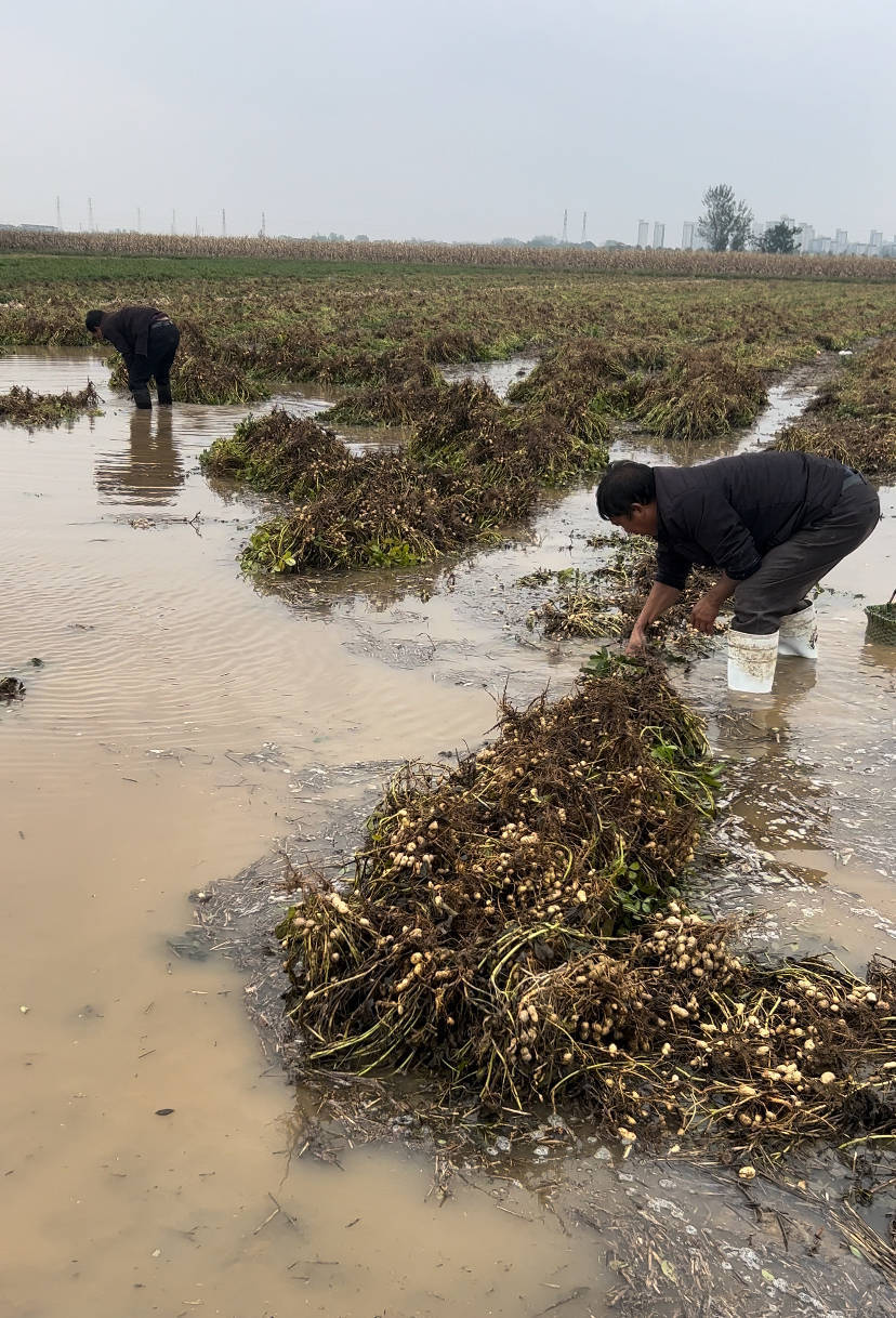 皇冠信用盘登2代理
_夏旱之后又秋涝皇冠信用盘登2代理
，一位河南农户的花生抢收战