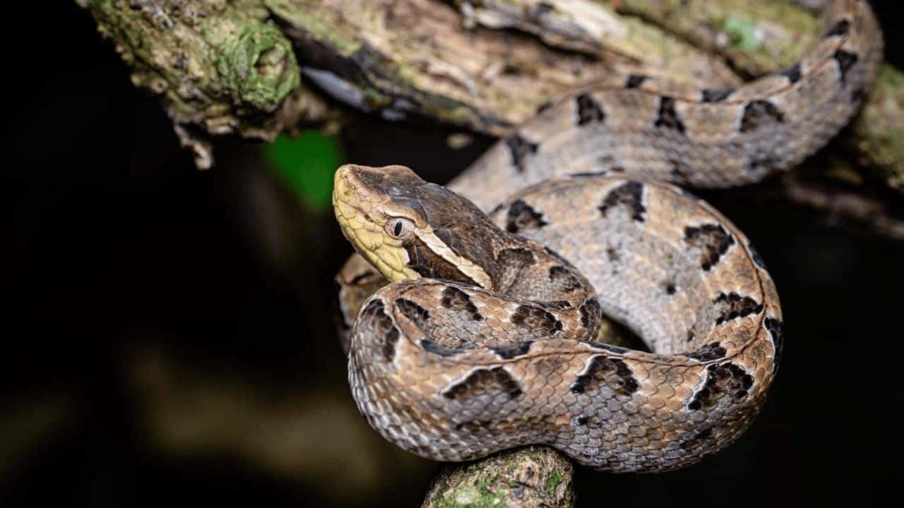 皇冠信用網结算日
_泰国女子在ATM机取钱皇冠信用網结算日
,取款口突然窜出一条蛇