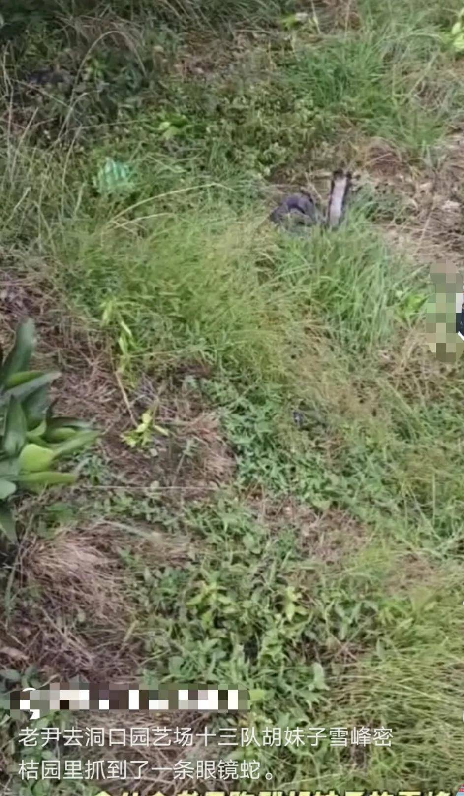 皇冠信用盘如何开户
_已组织10多人寻找！湖南邵阳一男子直播挖蛇时被咬皇冠信用盘如何开户
，拒打血清后失联