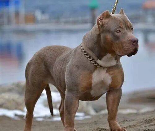 皇冠信用登2代理
_上海老太擅闯鱼塘摘粽叶皇冠信用登2代理
，被两条恶霸犬咬死，责任如何划分？