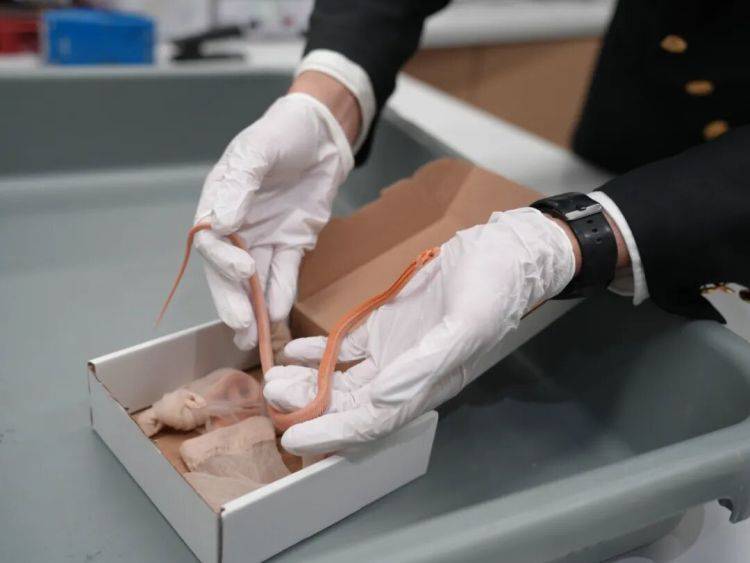 信用网如何申请
_女子神色慌张信用网如何申请
，海关在其裤子口袋内查获4条用肉色丝袜装着的活体蛇