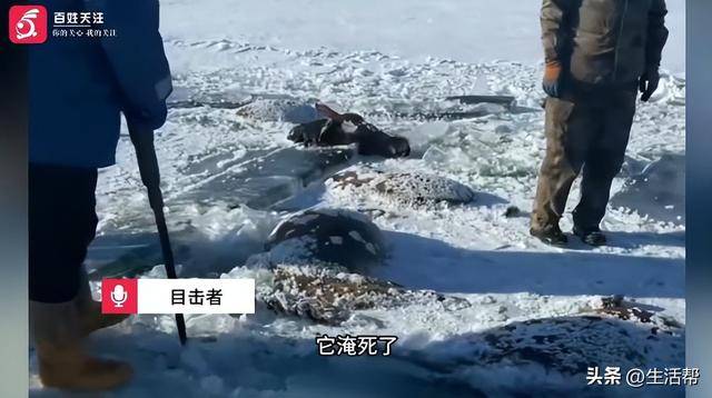 摩洛哥足球
_黑龙江一水库冰面下发现13匹冰冻马摩洛哥足球
，主人：马扎堆喝水坠落淹死，当天零下二三十度