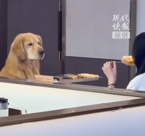 皇冠信用网会员怎么开通_武汉一宠物狗陪女子在烧烤店吃饭口水直流皇冠信用网会员怎么开通，商家致歉：深度消杀