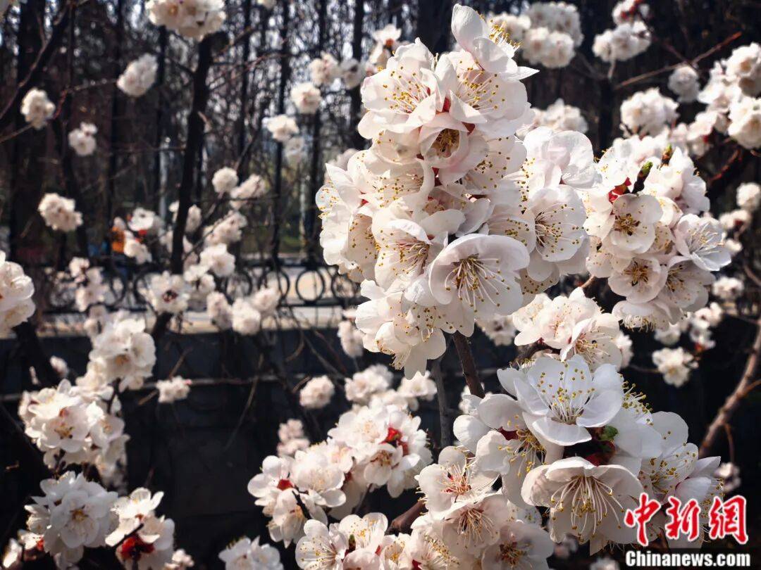 足球比赛外围买球网站_别再把喷嚏甩锅给桃花了足球比赛外围买球网站!春天真正的“花粉刺客”是它……